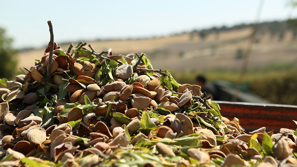 prodotti bio dell'azienda agricola casale modica