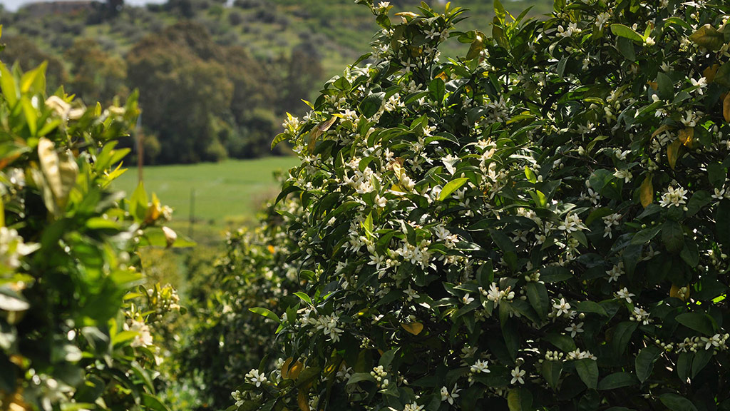 azienda agricola casale modica