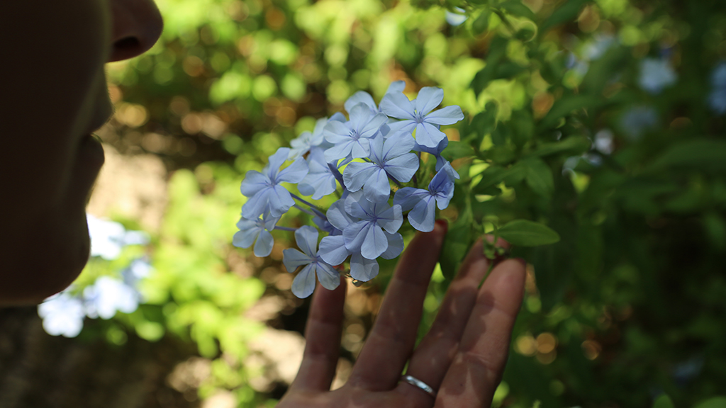 particolare del giardino di Casale Modica